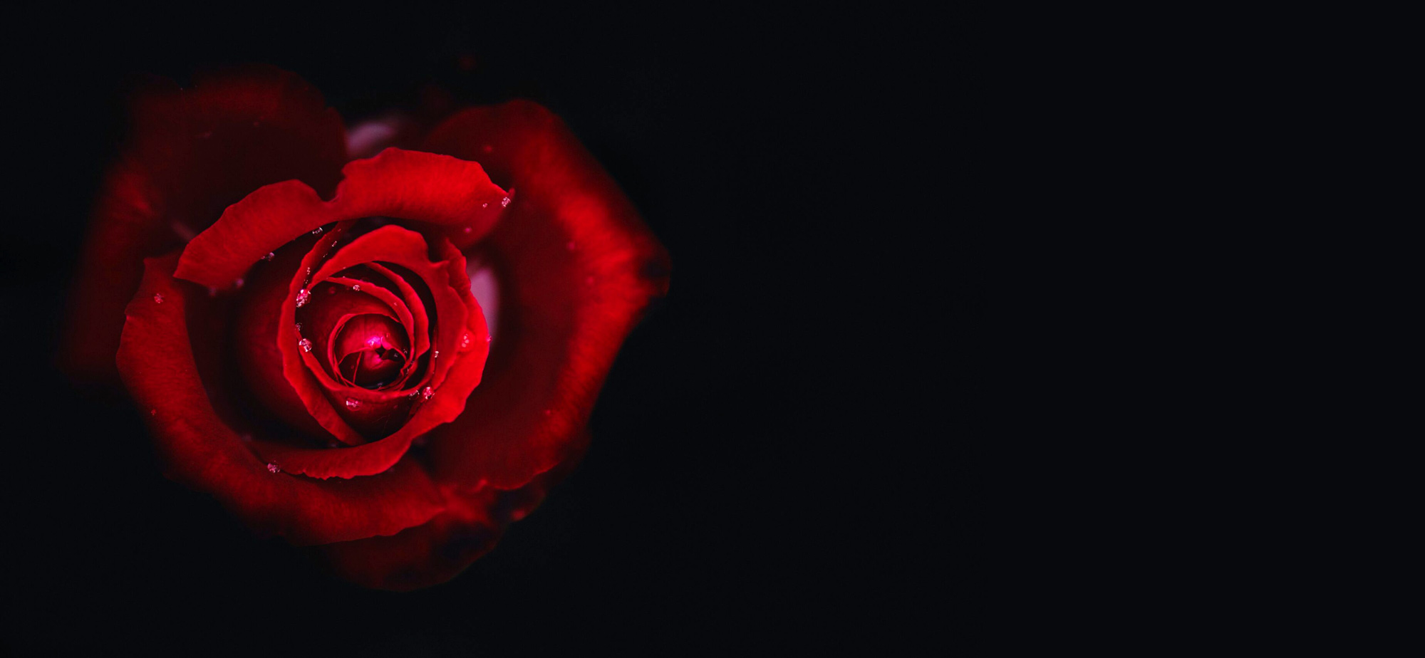 theodora taylor login | red rose | meinen newsletter